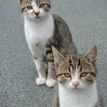 דירה Almhaus Margit