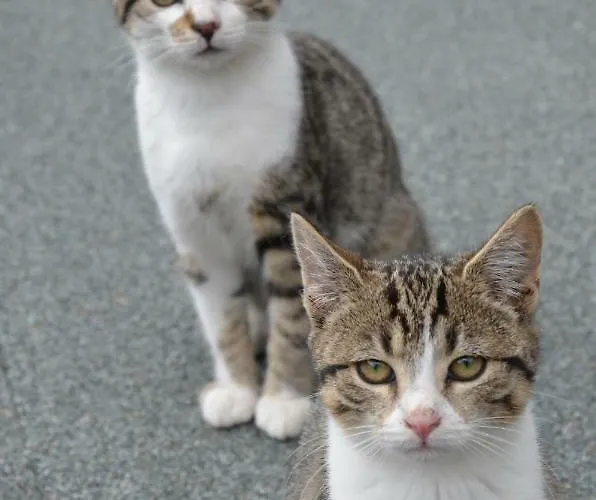 Apartament Almhaus Margit